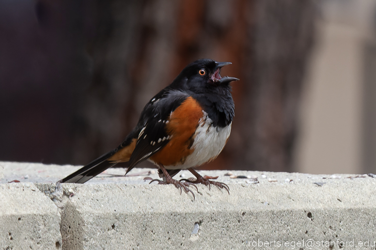 spotted towhee